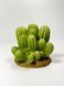 ROYPET Sztuczna dekoracja akwarium 11,5*11*9,5 cm, Art.- 001694